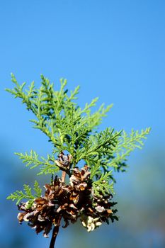 The harvest branches heavily laden arbor vitae.