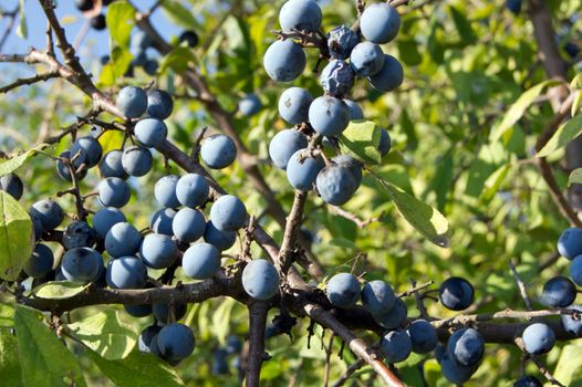 The blue sloe (Prunus spinosa) fruit of the autumn forest.