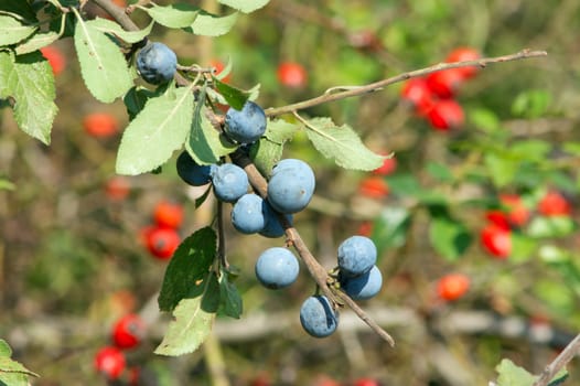 The blue and red sloes, rosehips fruit of the autumn forest.