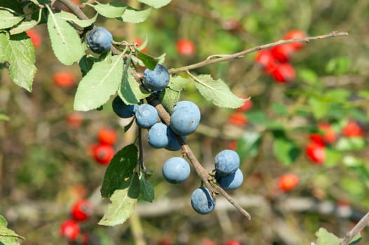 The blue and red sloes, rosehips fruit of the autumn forest.