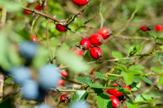 The blue and red sloes, rosehips fruit of the autumn forest.