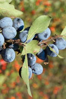 The blue sloe (Prunus spinosa) fruit of the autumn forest.