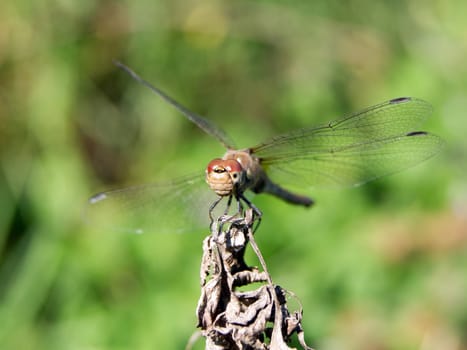 Roadside dragonfly (Sympetrum flaveolum) is a common species.