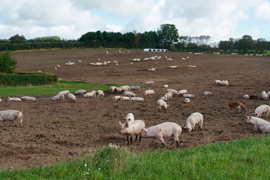 Free range pigs grazing in an organic ecological farm                               