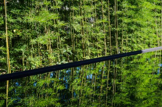 Bamboo Forest with reflect in water