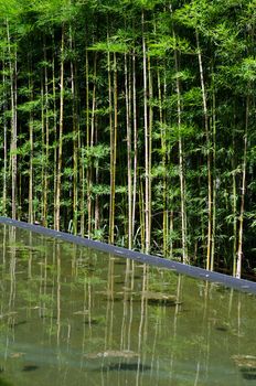 Bamboo garden with water reflection