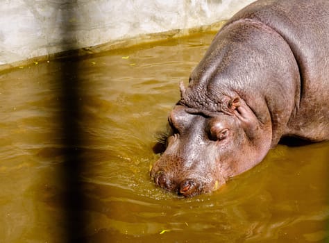 Hippo in Riga Zoo,