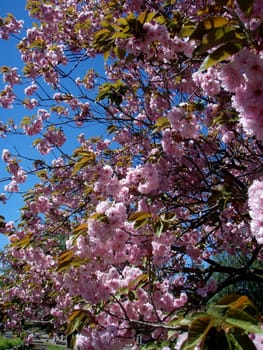 flowers on the tree