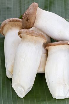 Eryngii mushroom (Pleurotus eryngii) on green banana leaf