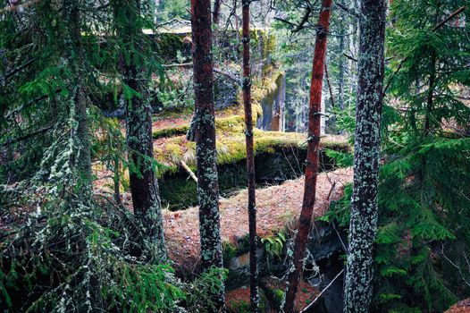 Moss on the old ruins and trunks in coniferous forest