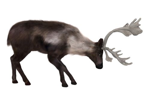 3D digital render of a caribou isolated on white background