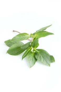 basil. thai herb isolated on white background.