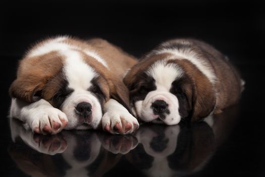 Little St. Bernard Puppies on a black studio background
