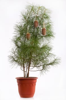 Fir and cones on an isolated studio background