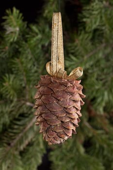 Golden strobile and fir branch