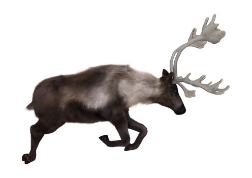 3D digital render of a caribou jumping isolated on white background