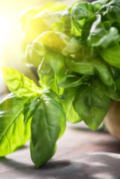 Blurred background of fresh organic basil leaves on a wooden table
