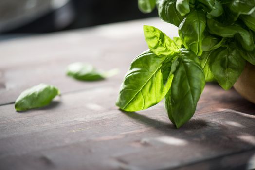 Fresh organic basil leaves on a wooden table