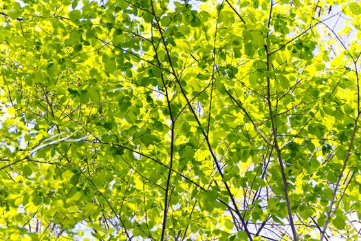 Green foliage with sun light in summer