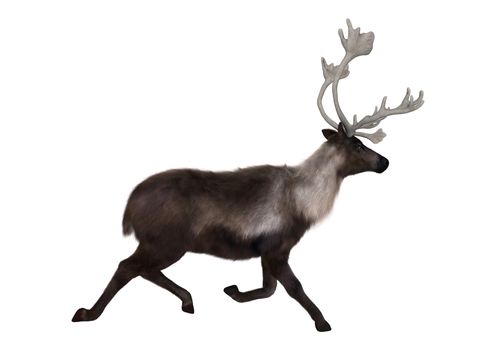 3D digital render of a caribou running isolated on white background