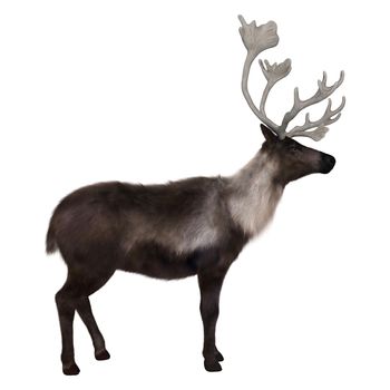 3D digital render of a caribou standing isolated on white background