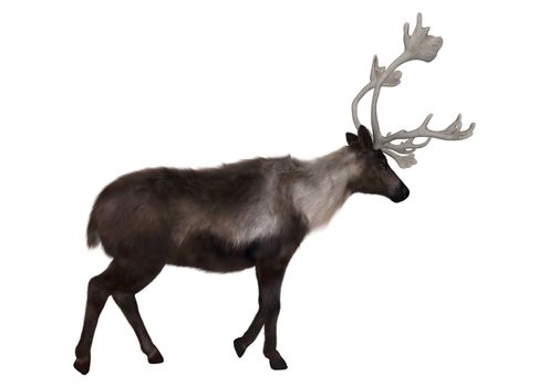 3D digital render of a caribou walking isolated on white background