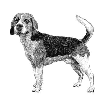 Image of beagle hand drawn vector