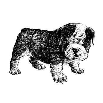 Image of bulldog hand drawn vector