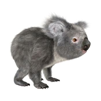 3D digital render of a cute koala isolated on white background