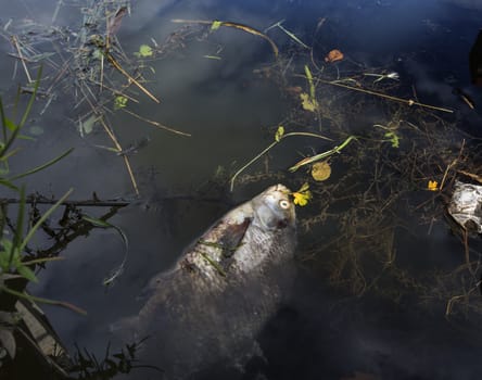 A dead fish floating in a polluted river. 