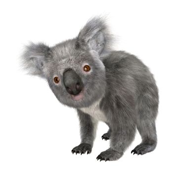 3D digital render of a cute koala isolated on white background