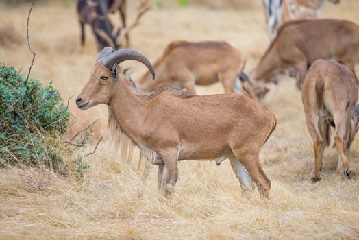 Texas wild Aoudad or Barbary sheep ram