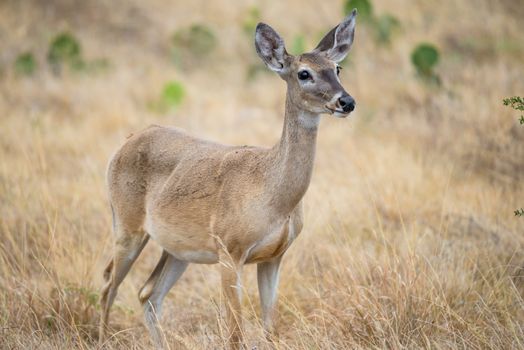 Wild South Texas White tailed deer doe