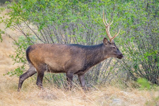 Wild South Texas Sika deer buck. Also known as a Japanese or Spotted Deer.