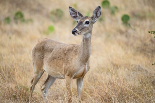 Wild South Texas White tailed deer doe