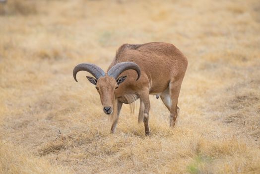 Texas wild Aoudad or Barbary sheep ram