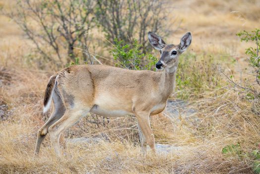 Wild South Texas Whitetail deer female doe