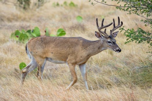 Wild South Texas Whitetail deer buck in velvet