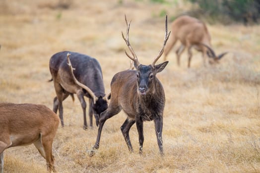 Wild South Texas Sika deer buck. Also known as a Japanese or Spotted Deer.