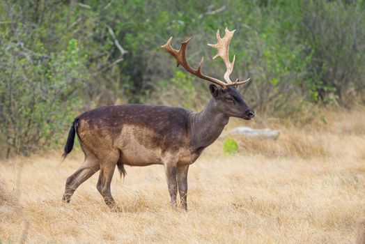 Wild South Texas chocolate fallow deer buck