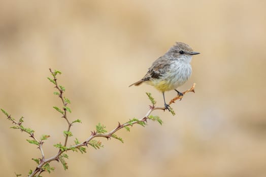 South Texas Vermilion Flycatcher Female sitting on a twig