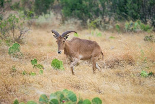 Texas wild Aoudad or Barbary sheep ewe