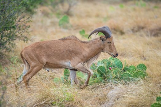 Texas wild Aoudad or Barbary sheep ewe