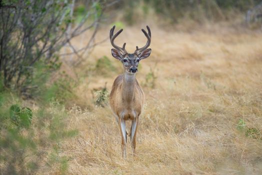Wild South Texas Whitetail deer buck in velvet