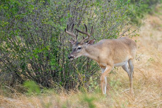 Wild South Texas Whitetail deer buck in velvet