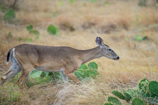 Wild South Texas Whitetail deer doe walking