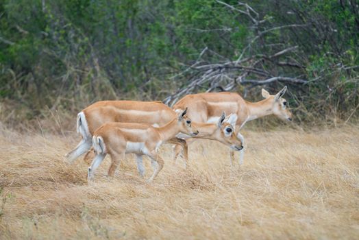 Wild South Texas blackbuck antelope female does