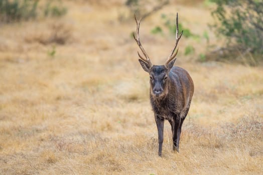 Wild South Texas Sika deer buck. Also known as a Japanese or Spotted Deer.