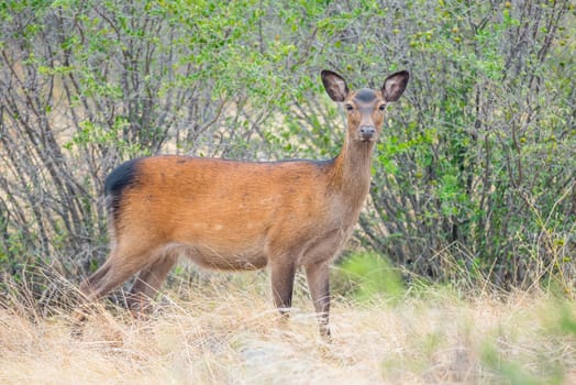 Wild South Texas sika deer doe. Also known as a Japanese or spotted deer.