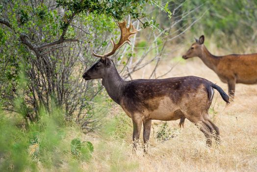 Wild South Texas chocolate fallow deer buck